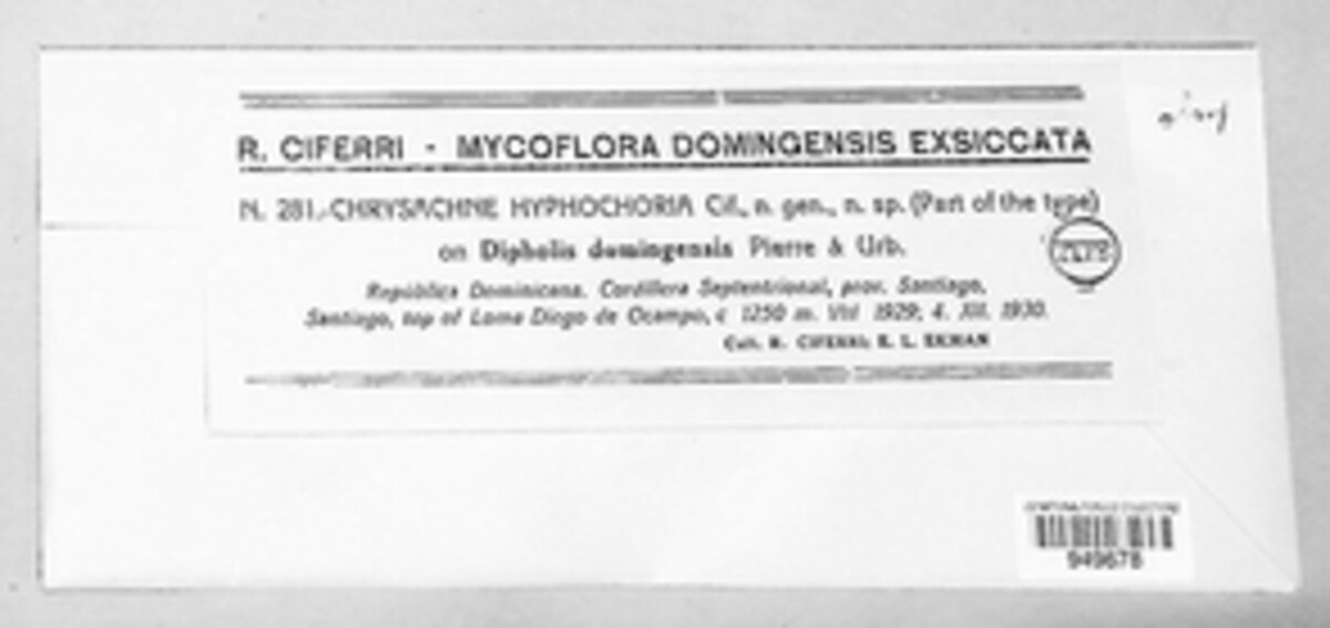 Chrysachne hyphochoria image